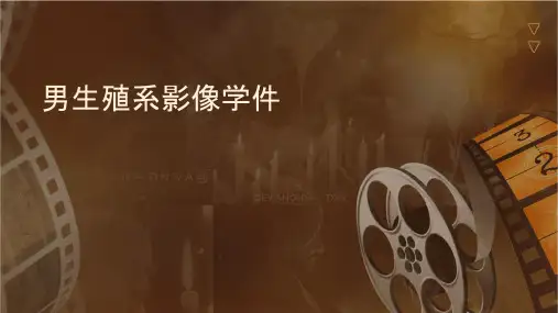 男生殖系统影像学课件