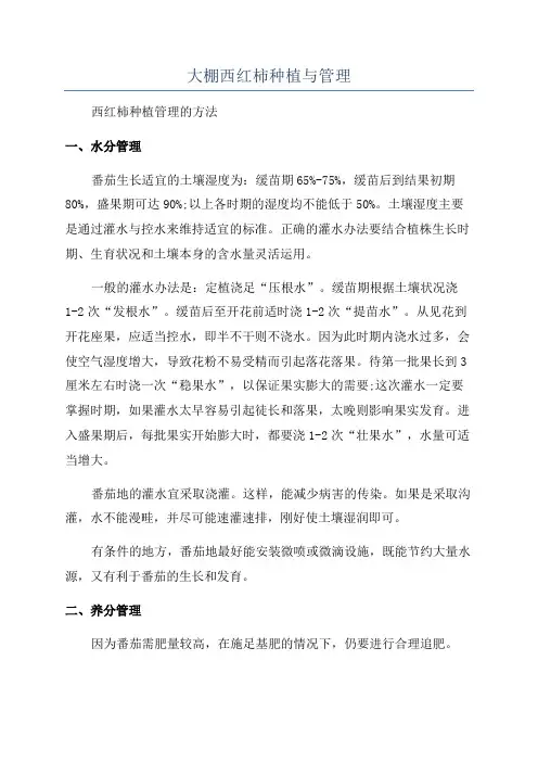 大棚西红柿种植与管理