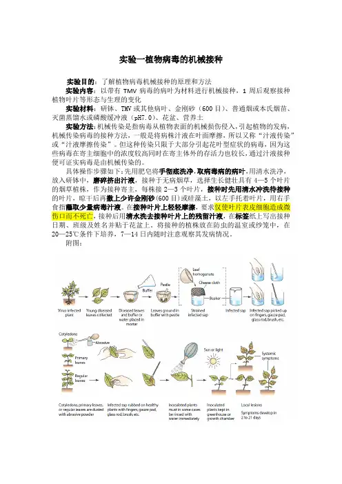 磨擦接种的操作流程