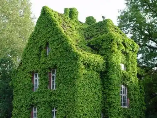 《囚绿记》公开课课件