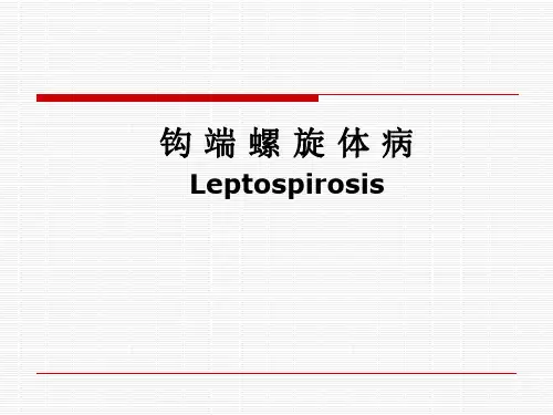 传染病学课件：钩端螺旋体病