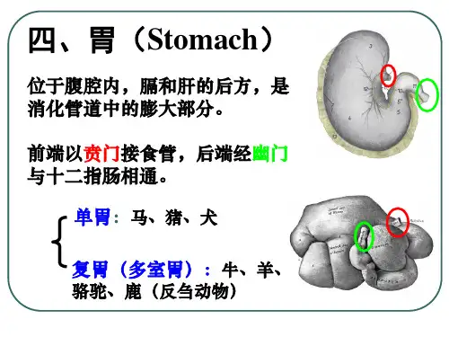 第五章 消化系统-胃