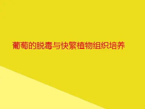 葡萄的脱毒与快繁植物组织培养PPT资料(正式版)