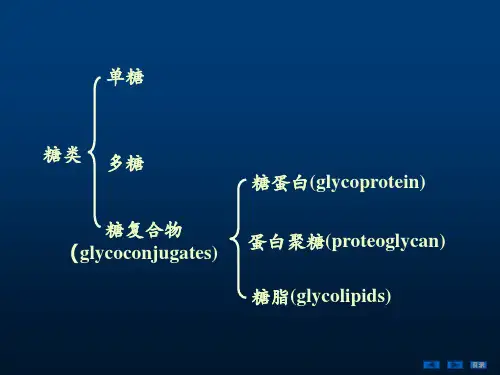 糖蛋白、蛋白聚糖和细胞外基质(2)