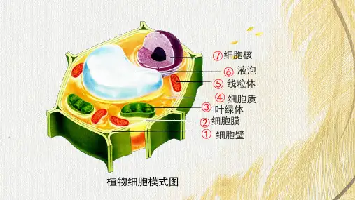 动物细胞ppt课件