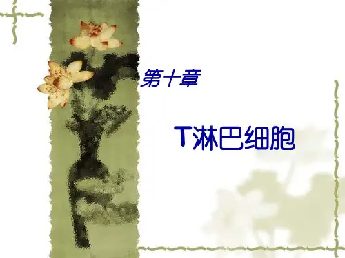 免疫学 T淋巴细胞
