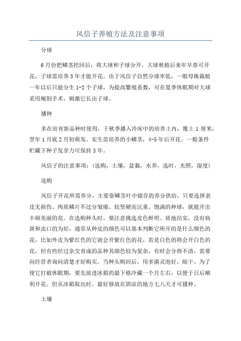 风信子养殖方法及注意事项