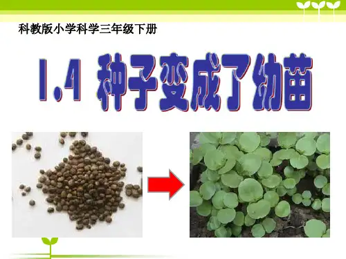 教科版三年级下册科学《种子变成了幼苗》植物的生长变化PPT说课教学