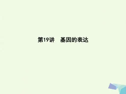 (水滴系列)高中生物第六单元遗传的分子基础第19讲基因的表达课件