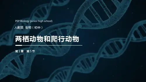 《两栖动物和爬行动物》精品课件-人教版八年级生物上册PPT课件