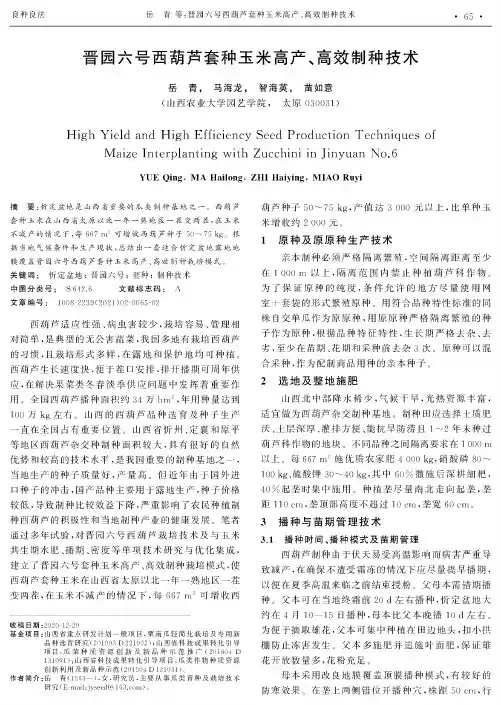 晋园六号西葫芦套种玉米高产、高效制种技术