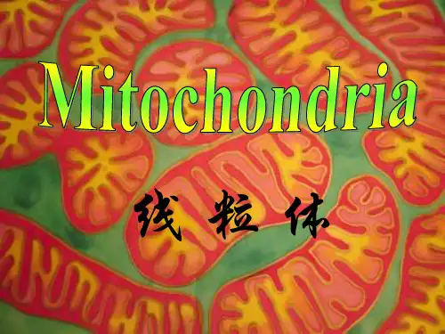 第六章 线粒体 mi