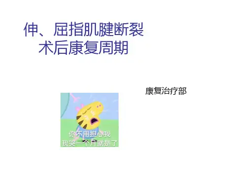 伸、屈指肌腱断裂术后康复