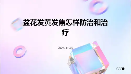 盆花发黄发焦怎样防治和治疗