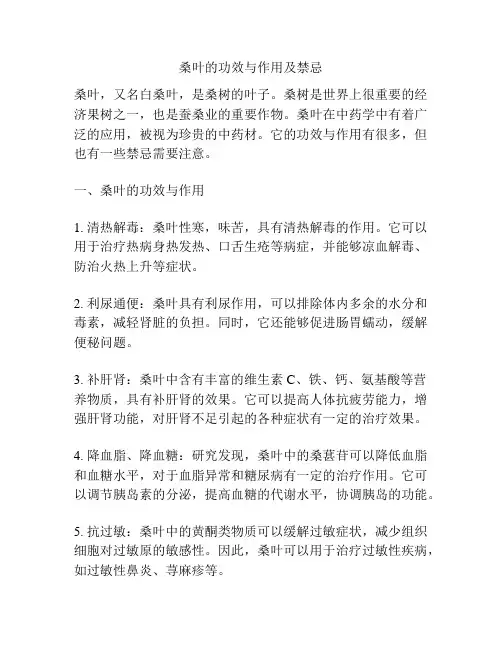 桑叶的功效与作用及禁忌