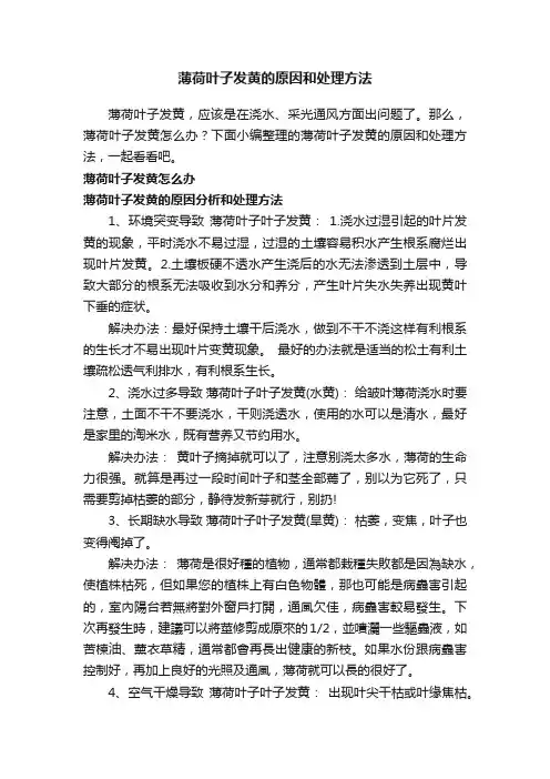 薄荷叶子发黄的原因和处理方法