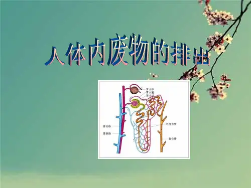 济南版七年级生物下册第四章《人体内废物的排出》复习课件.ppt