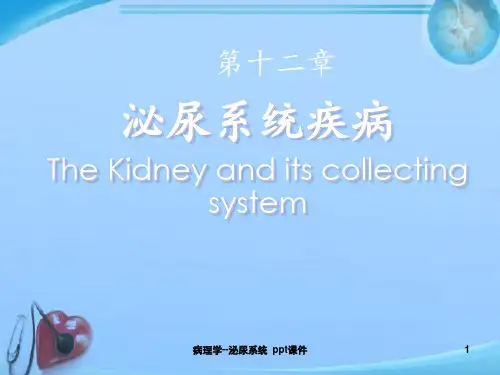病理学泌尿系统 ppt课件