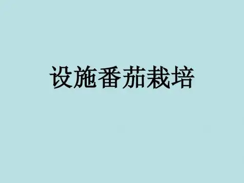 设施西红柿