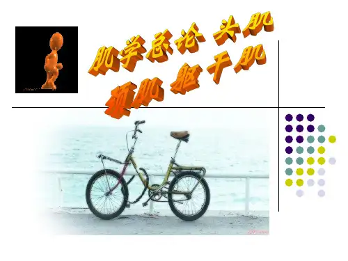 肌学总论 头肌  颈肌 躯干肌