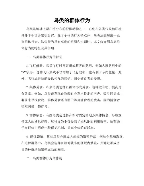 鸟类的群体行为