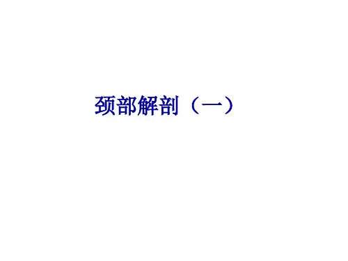 颈部【人体解剖】