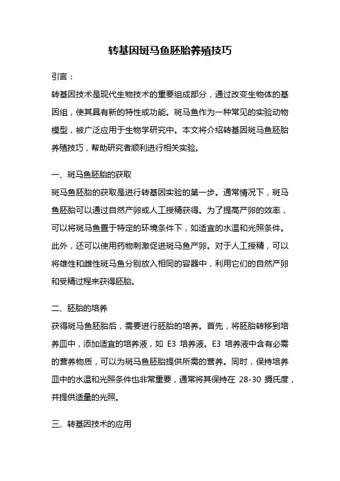 转基因斑马鱼胚胎养殖技巧