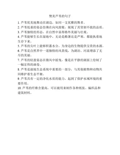 赞美芦苇的句子