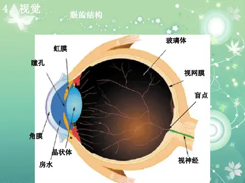 视觉PPT教学课件