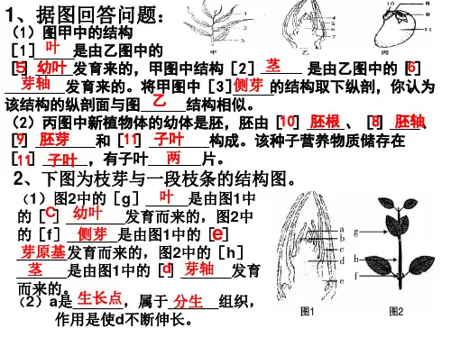 植物的营养繁殖PPT课件