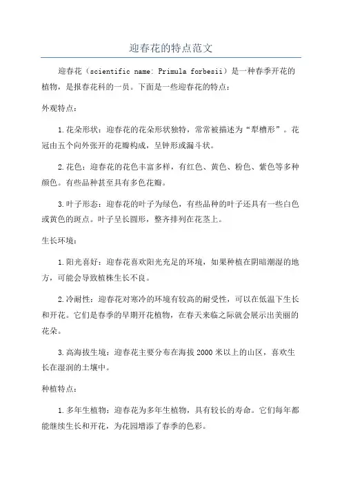 迎春花的特点范文