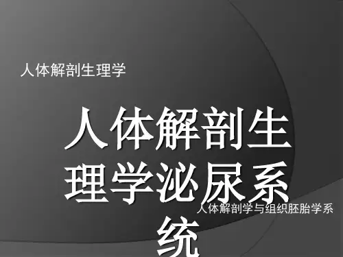 人体解剖生理学泌尿系统 ppt课件