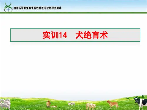 实训14犬绝育术.