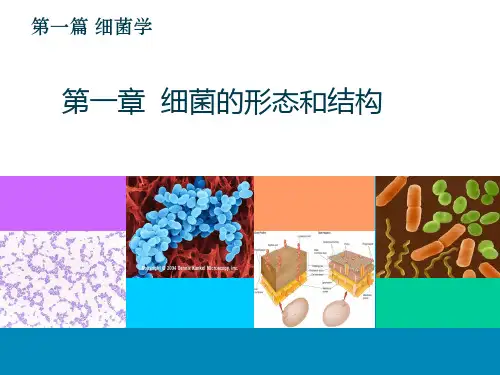 1 第1章细菌的形态和结构PPT课件