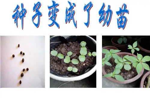 三年级下册科学课件-1.4《种子变成了幼苗》｜教科版 (共17张PPT)