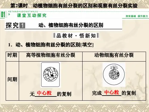 -高中生物上篇 第6章 第1节第2课时动植物细胞有丝分裂的区别和观察有丝分裂实验课件 新人教版必修1