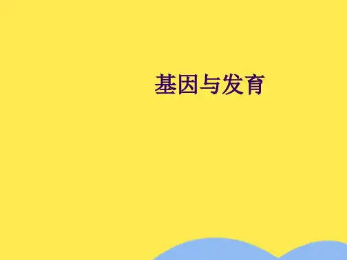 基因与发育(分析“基因”文档)共115张PPT