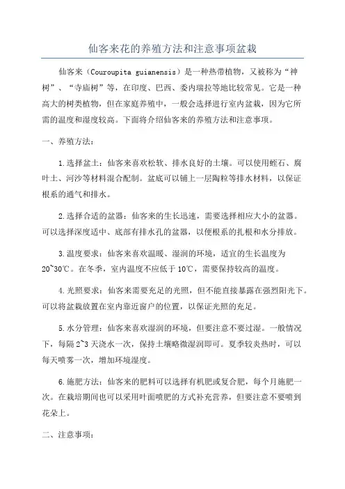 仙客来花的养殖方法和注意事项盆栽