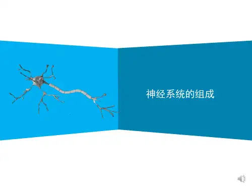 人教版七年级下册生物学《神经系统的组成》 教学课件