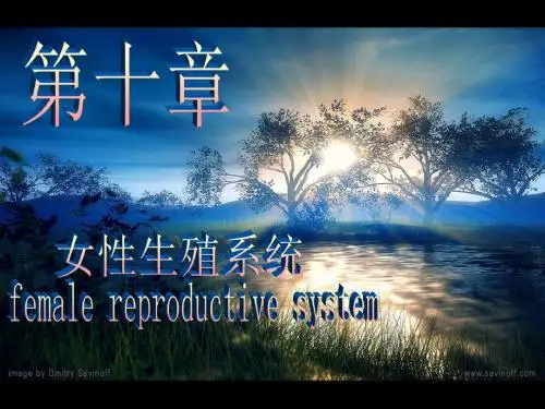 女性生殖系统