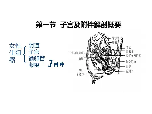 妇科超声基础ppt课件