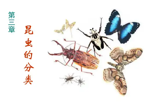 昆虫分类学 - 上