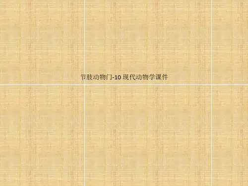 节肢动物门-10 现代动物学课件