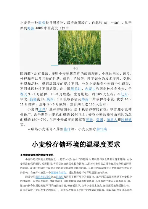 小麦资料