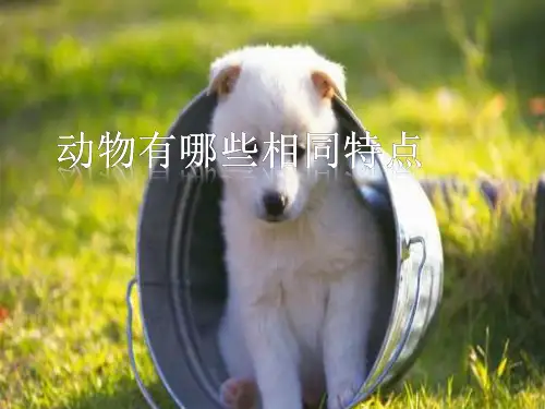 三年级上科学《动物有哪些相同特点》课件PPT2