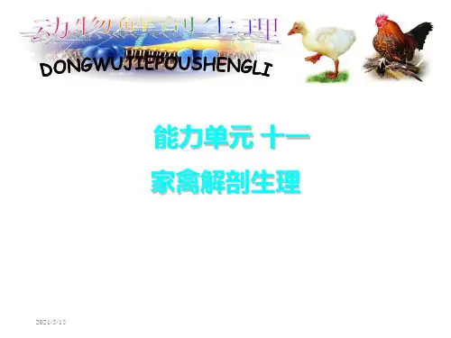 动物解剖生理