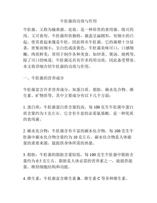 牛肚菌的功效与作用