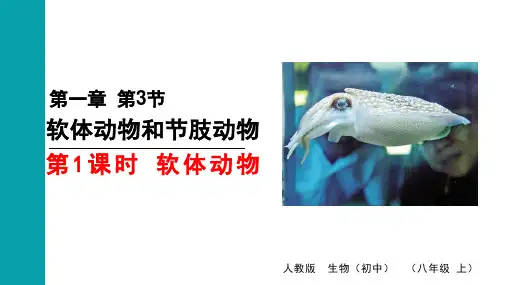 《软体动物》PPT课件 人教版生物