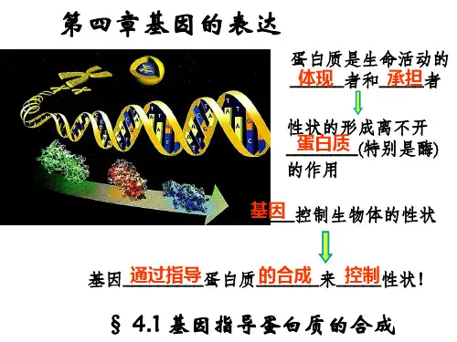 人教版高中生物必修2课件：4-1基因指导蛋白质的合成(共52张PPT)