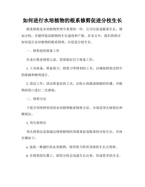 如何进行水培植物的根系修剪促进分枝生长